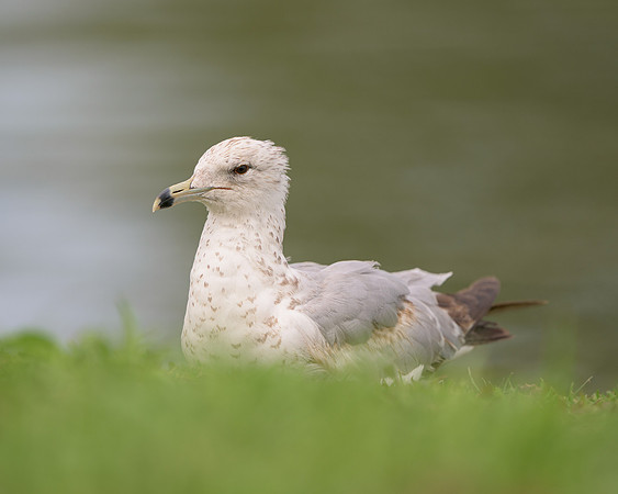 Gull