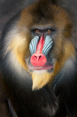 Mandrill
