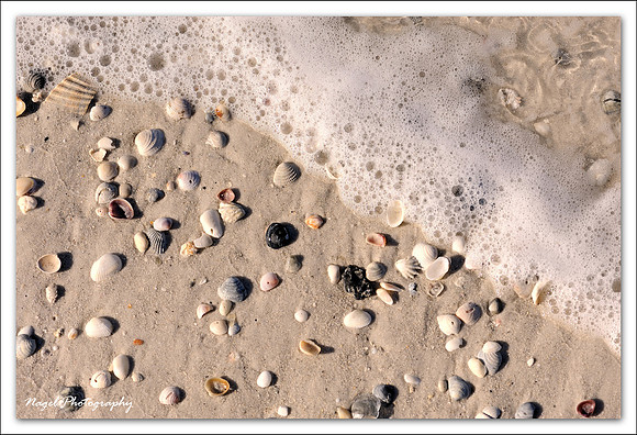 Sea foam shells