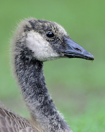 Gosling portrait