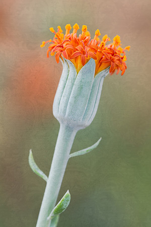 Tiny orange flower