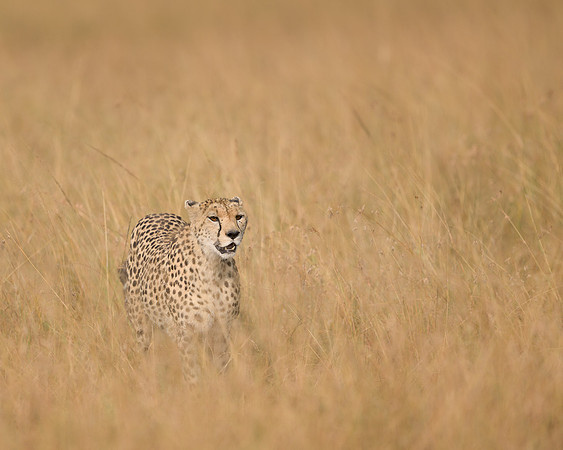Cheetah
