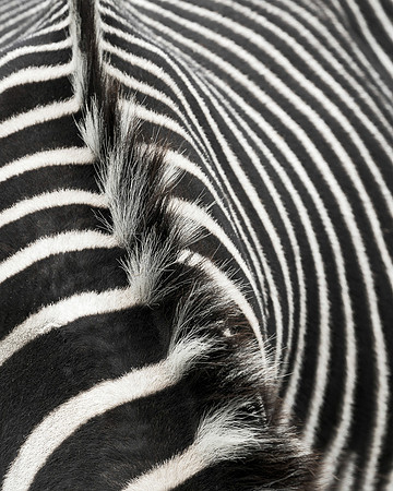Zebra stripes