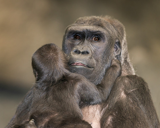 Gorilla