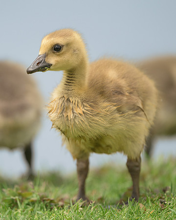 Gosling