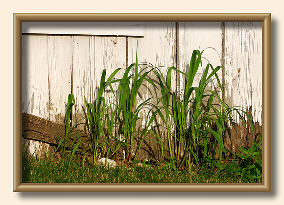 Weeds against shed