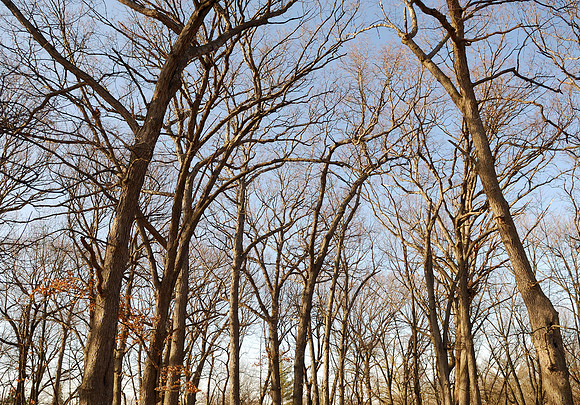 Woods