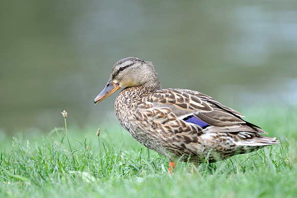 Mallard duck