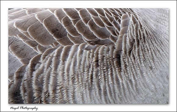 Goose feathers