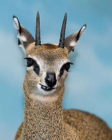 Klipspringer
