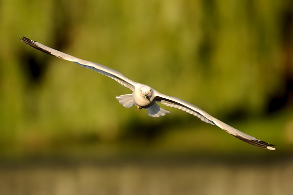 Gull in flight