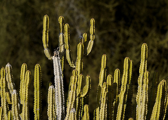 Cactus