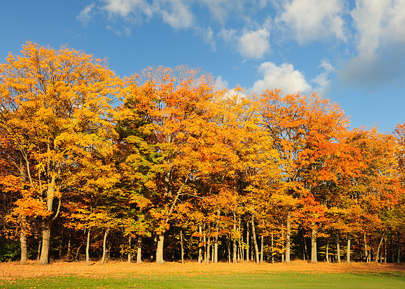 Autumn leaves