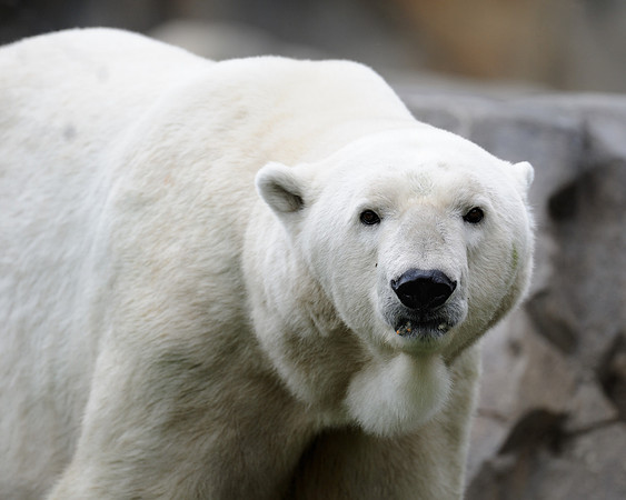 Polar bear