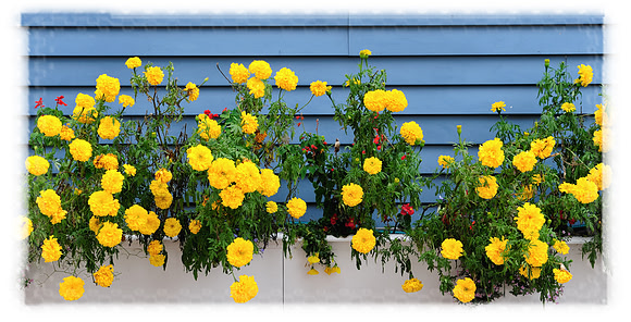 Yellow flowers