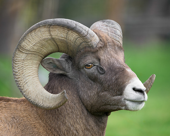 Bighorn sheep