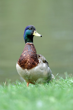 Mallard duck