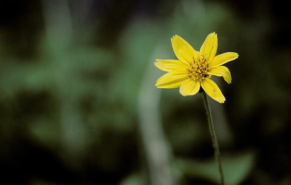 Lone yellow flower