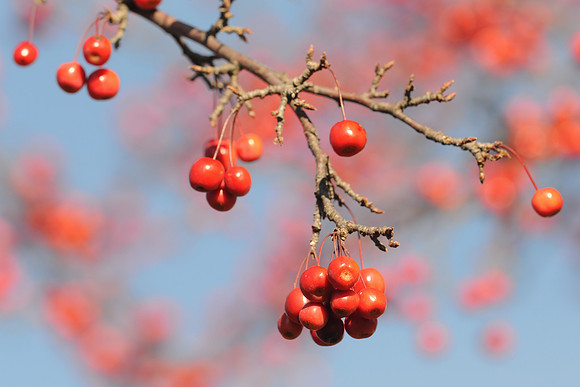 Red berries
