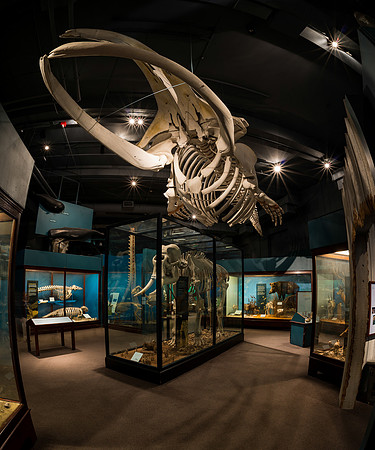 World of Mammals