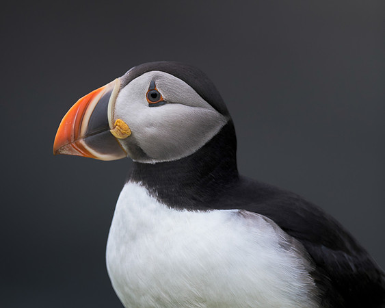Atlantic puffin