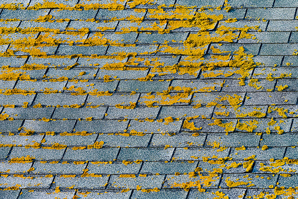 Moss on shingles