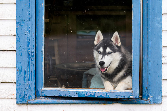 Dog in the window