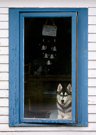 Dog in the window