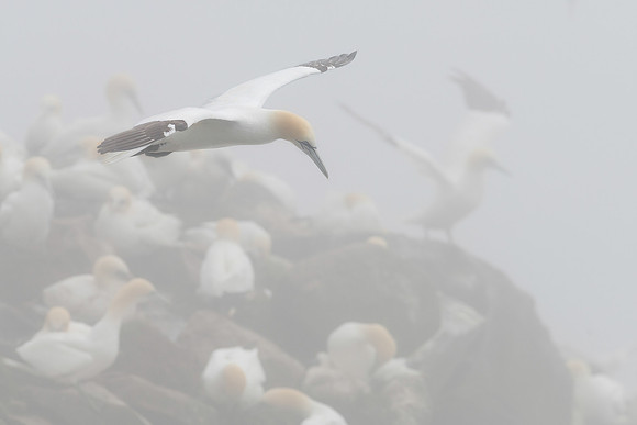 Northern Gannet