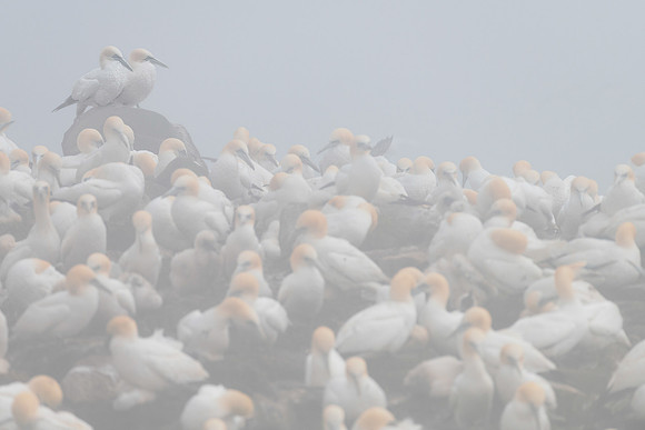 Northern gannets