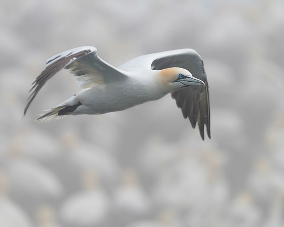 Northern Gannet