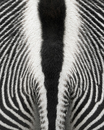 Zebra stripes