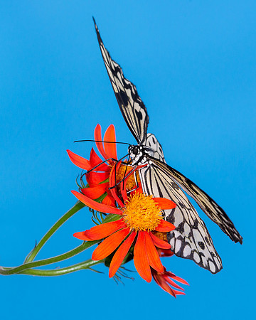 Rice Paper Butterfly