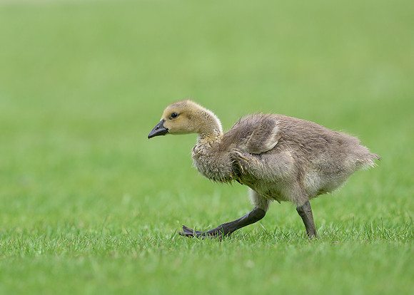 Gosling