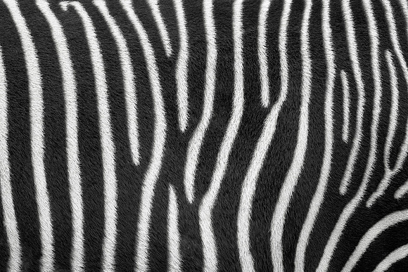 Zebra stripes