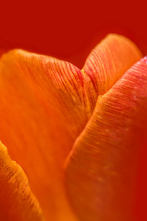 Tulip petals
