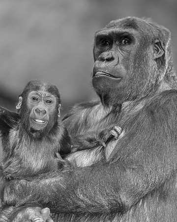 Gorillas
