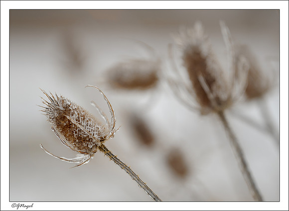 Icy plants