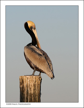 Portrait of a pelican