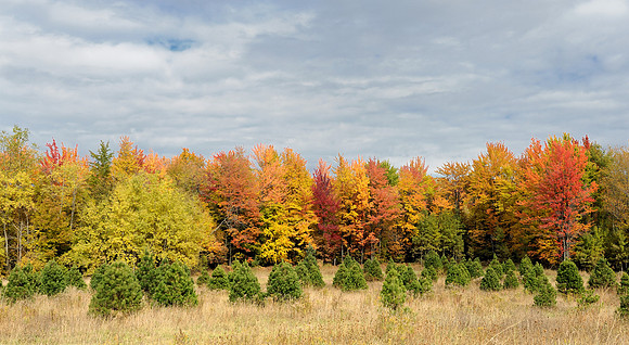 Autumn colors