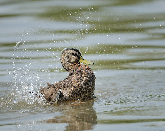 Splashing duck