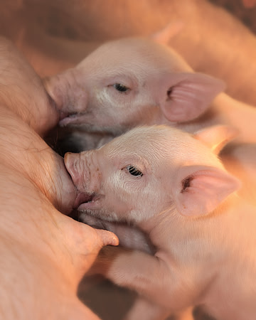 Nursing piglets