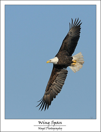 Eagle in flight