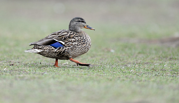 Duck