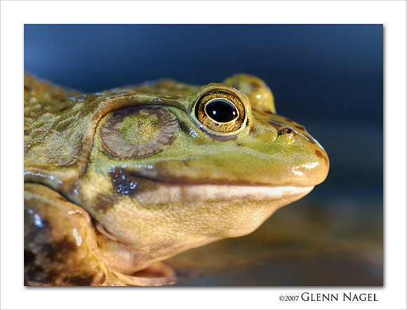 Portrait of a bullfrog