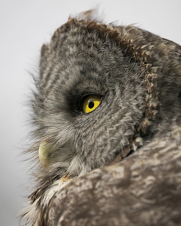Great grey owl