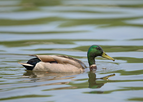 Mallard Duck