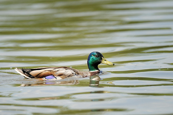 Floating duck