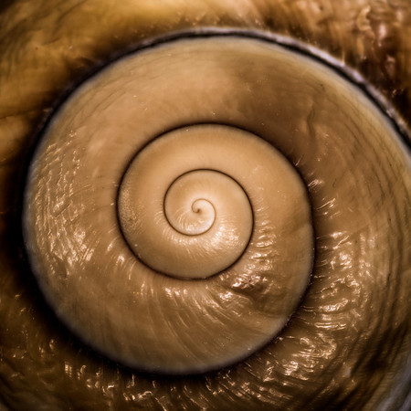 Shell