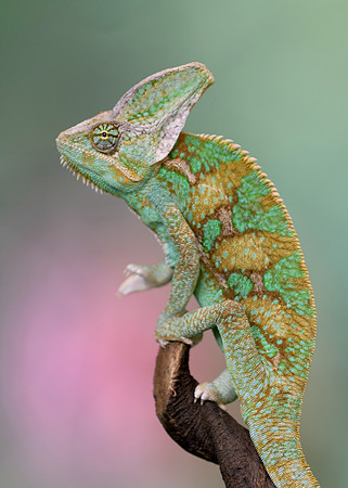 Dragon lizard